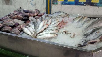 “سم قاتل”.. تعرف على 6 أنواع من السمك السام إياك تشتريه ولو ببلاش.. إلحق نفسك قبل فوات الاوان!!