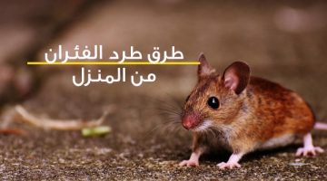 “مش هتحتاجي لسم”.. هذه أفضل طريقة للتخلص من الفئران بدون قتلها.. مضمونة ومجربة من قبل