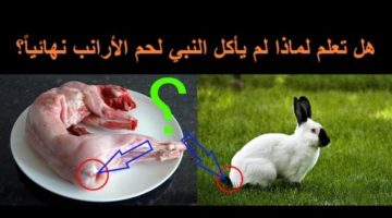 «حقيقة صدمت الكثير»… لماذا لم يأكل نبينا محمد لحم الأرنب ولحم الضب.. لا يعرفها الكثير!!