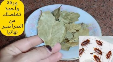 طريقة مذهله وفعالة 100% للتخلص من “النمل والناموس والصراصير“ في دقيقة واحدة فقط وبدون اي مواد كيميائية