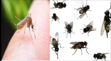 حل مشكلة انتشار النمل والناموس والذباب بسهولة والتخلص منهم الى الابد