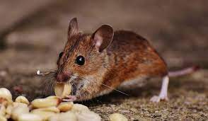 “من غير سم”.. فكرة رهيبة للتخلص من الفئران نهائيًا من المنزل بسهولة