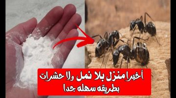 «أقوى من أي مبيد»… طريقة طرد الصراصير والنمل نهائيا من المنزل دون أي مواد كيميائية ضارة