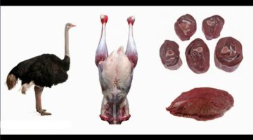 بدائل اللحوم الحمراء .. يبدأ من 250 جنيه للكيلو انتشار لحم النعام في محال الجزارة