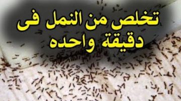طريقة سحرية للتخلص من النمل نهائيا بدون اي مبيدات حشرية هيهرب من بيتك