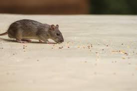 أفضل الطرق للتخلص من الفئران التي بالمنزل دون قتلها… تعرف عليها
