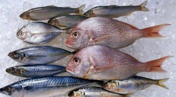 «سعر البلطي مفاجأة».. شعبة الأسماك تعلن عن أسعار السمك اليوم الإثنين 31/7/2023 في سوق العبور وللمستهلكين