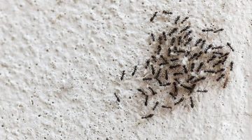 طريقة سحرية مش هتخطر على بالك…طريقة لطرد الحشرات نهائيا من المنزل والتخلص منها إلى الأبد