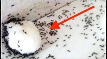 هتنشف النمل والصرصور بسرعة الصاروخ.. بدون مبيدات تخلصي من النمل والصراصير في المنزل بشكل نهائي وفي ثواني