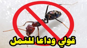 3 طرق سحرية وبسيطة للتخلص من ” النمل ” بشكل نهائي .. مش هيقرب من بيتك تاني