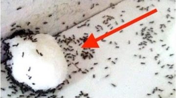 هيهرب من بيتك… طريقة جهنمية للتخلص من النمل وطرده من المنزل بدون مبيدات حشرية نهائي!!