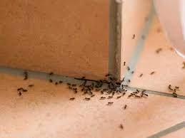 رشي الوصفة السحرية على النمل ومش هيدخل بيتك تاني ابداً بمكونات من منزلك
