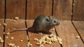 طرق عبقرية وآمنة للتخلص من الفئران نهائيا من المنزل وبمواد فعالة 100%؟!!
