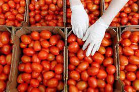 «خراب بيوت مستعجل»..وزارة الصحة تحذر من شراء هذا النوع من الطماطم من السوق! يسبب الوفاة… كن حذراً