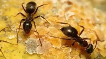 ما هو السبب وراء عدم تواجد النمل في محلات الحلويات