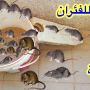 «هتتخلصي منهم للابد»… فكرة جهنمية لصيد الفئران وطردهم من المنزل نهائيا بدون مبيدات حشرية