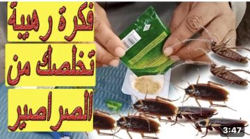 القضاء علي الصراصير والنمل بمكونات موجودة في كل بيت .. فكرة جهنمية متساويش ٣ جنيه