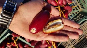 «معلومة بمليار جنيه»…هؤلاء الأشخاص ممنوعون من تناول البلح الأحمر بعد انتشاره في الأسواق..والسبب مفاجأة !!