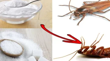 “صعب يدخل بيتك تاني” التخلص من النمل والصراصير الموجود في البيت بدون مبيدات حشرية