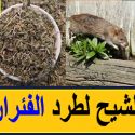 «ازاي عايشين ومنعرفش؟»…اسرع طريقة فعالة لطرد الفئران والصراصير من المنزل نهائيا وبدون مبيدات حشرية