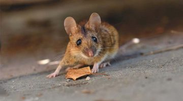 طرد الفئران والأبراص من المنزل بطريقة فعالة بدون مبيدات