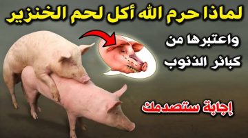 “السبب غير متوقع”..هل تعلم لماذا حرم الله اكل الخنزير على المسلمين.. إليكم التفاصيل!!