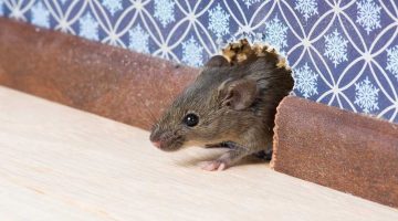 «عشبة يكرهها الفئران» … عشبة جهنمية تقضي على الفئران نهائيا من المنزل في اسرع وقت …وداعا للمصيدة