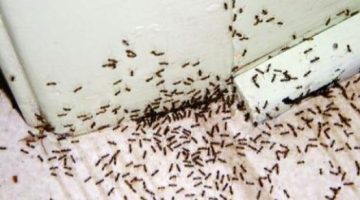 خبير سعودي يكشف طريقة مذهله للتخلص من الصراصير والنمل وطردها من المنزل بأبسط الأشياء.. تعرف عليها