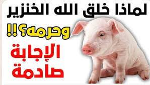 معلومة بمليون جنيه!!..لماذا خلق الله الخنزير وحرم أكله في القرآن والسنه..إجابة صادمة؟!
