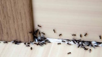 خلطة العفريت للتخلص من النمل والحشرات الموجودة في المنزل خلال 4 دقائق فقط.. طرق جبارة لن تخطر على بال العفريت!