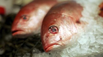 «99% بيخزونها غلط»..ما هي مدة حفظ الأسماك النيئة والمطبوخة في الفريزر؟…ضاع عمرنا واحنا منعرفش