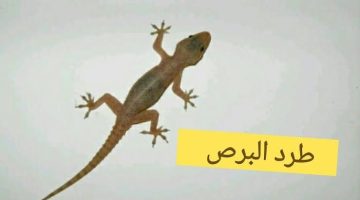 فكرة مش هتخطر على بال أحد!! .. طريقة مدهشة لطرد البرص في ثواني بدون لمس نهائيا هيخرج من البيت لوحده