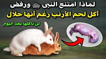 حقيقة صدمت الكثير!!.. لماذا نبينا محمد لا يأكل لحم الأرنب ؟؟ وأيضًا لا يأكل لحم الضب ؟؟ الإجابة ستدهشك !!!!