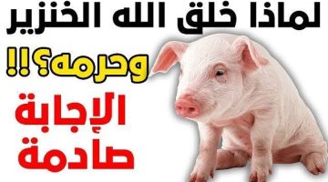معلومة ب 10,000 جنيه!! … لماذا خلق الله الخنزير ولماذا حرم أكله !! .. معلومات لا يعرفها الكثير من الناس