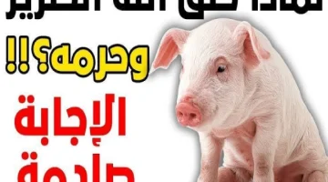 ضاع عمرنا واحنا منعرفش!!..لماذا خلق الله الخنزير ولماذا حرم أكله..تعرف على السبب؟!