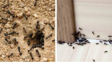 “مفيش نمل في بيتك بعد النهاردة”تخلصي من النمل نهائيًا داخل منزلك بطرق جهنمية