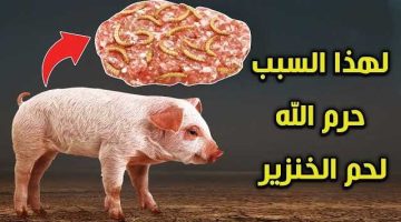 «إجابة صدمت الجميع»…ما هو السبب وراء حرمة تناول لحم الخنزير في الإسلام؟!…معلومة محدش يعرفها!