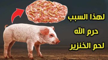 «معلومة أدهشت الكثير»… لماذا خلق الله الخنزير وحرم أكل لحمه..تعرف على الإجابة !!!؟