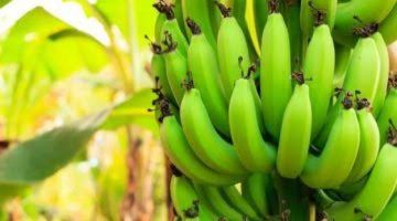 «طعام أهل الجنة» !!.. ما هو الاسم الحقيقي لفاكهة الموز المذكور في القران ؟؟ فوائد غير متوقعه للموز لم تكن تعلمها من قبل