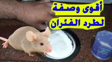 ” هيهرب مش هيرجع تاني ” .. طريقة سحرية للتخلص من الفئران في المنزل في ثواني