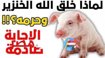 «تحريمه حكمة من ربنا»… هل تعرف لماذا خلق الله الخنزير ولماذا قام بتحريم أكله على المسلمين تعرف على التفاصيل كاملة!!