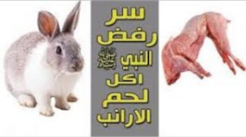 سؤال حير الجميع… لماذا نبينا محمد لم يأكل لحم الأرنب وما هو حكم تناوله في الإسلام… معلومات تهمك!!