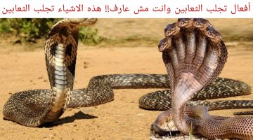 أفعال تجلب الثعابين وانت مش عارف!! هذه الاشياء تجلب الثعابين احرص على عدم فعلها
