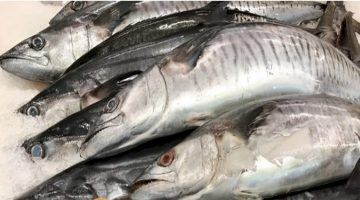 «عيلة كاملة ماتت بسبب السمك خلي بالك».. 5 أنواع سامة من الأسماك يحذر الأطباء من تناولها تجنبها فورا!!