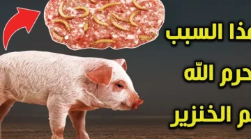 معقول كل دة واحنا منعرفش !!! لماذا حرم الله أكل لحم الخنزير في الإسلام ..هتتصدم لما تعرف !!!