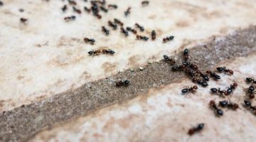 مش هتستغني عنها ابدا|| حيلة عبقرية للقضاء على النمل نهائيا من المنزل بدون مبيدات كيميائية!!؟