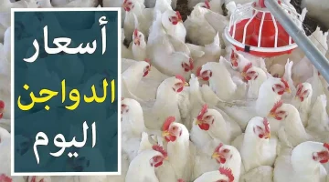 بكام الفراخ النهاردة.. أخر التطورات في أسعار الدواجن والبانية والبيض اليوم في مصر