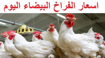 قبل دخلة رمضان .. تعرف علي أسعار ” الدواجن ” اليوم الخميس الموافق 7 من مارس في الأسواق المحلية