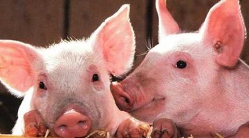«معلومة يجهلها الكثيرون »…ما هو السبب وراء تحريم لحم الخنزير أعرف السبب الآن