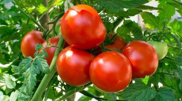 تحذير من الفلاحين.. ارتفاع أسعار الطماطم الفترة المقبلة نتيجة فواصل العروات